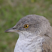 Föregående